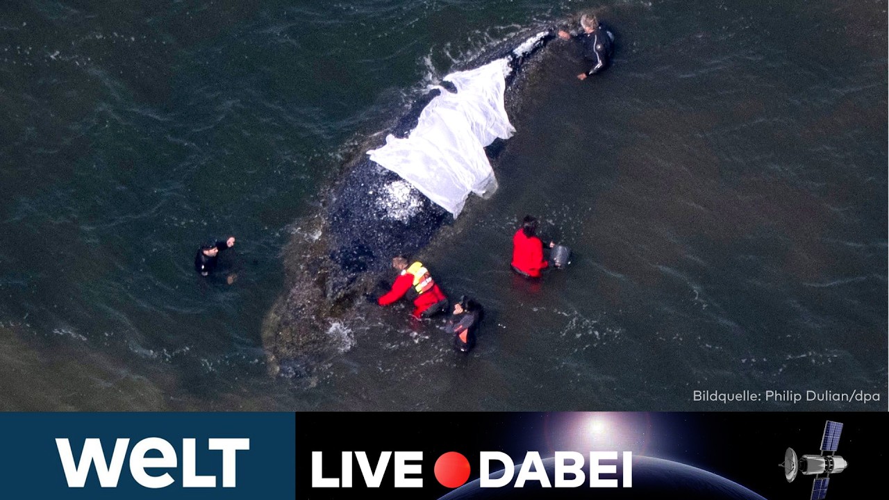 🐋 WAL-DRAMA 🔴Riskante Rettung geht weiter! Timmy soll bis in die Nordsee geschleppt werden | LIVE