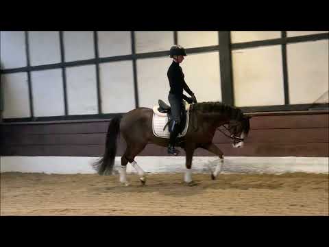 PAV TIMM THALER 6j. Deutsches Reitpony