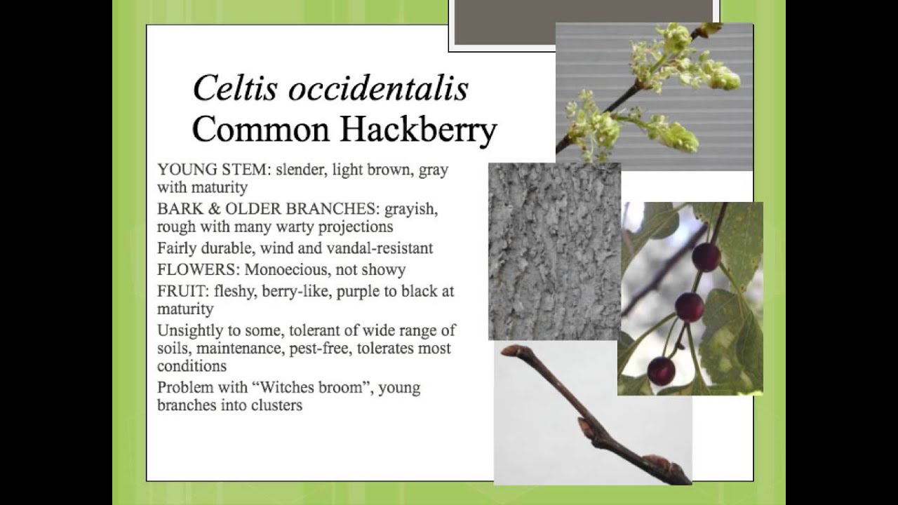 Celtis occidentalis - YouTube