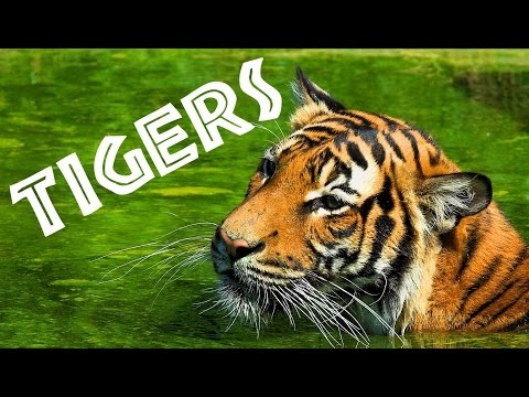 Tigers for Kids: Learn All About Tigers - FreeSchool