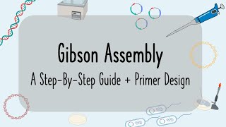 Gibson Assembly Tutorial: Clone Any Gene Fast with NEB Assembly Tool