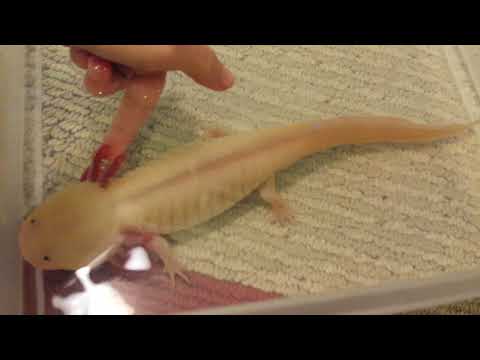 What do Axolotls Eat? - Feeding and Fun Facts