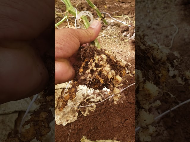 Vídeo relacionado con Control orgánico de Meloidogyne incognita (Chit.) Kof. en chile: Fitoextractos, control, nematodos