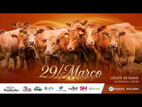 Leilão de Gado AO VIVO - Guatambu 29/03/2026 13H30 | ZT Remates