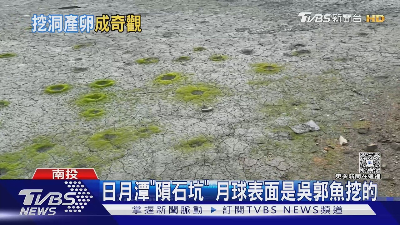 影音／日月潭水退驚見「月球隕石坑」！圓形坑洞佈滿沙洲　真相竟是這生物