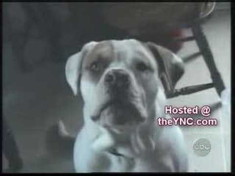 Perros que hablan en inglés