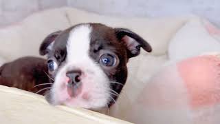 ボストンテリアの動画01