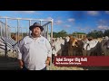 The Australian Brahman Breeders Association Exporting Brahman Cattle To Indonesia