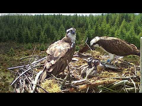 Kielder Osprey dad feeds his chicks