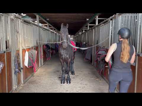 Stal Okkema's Zeyn - Wybren x Doaitsen - Gelding - 2015 - 1.65m