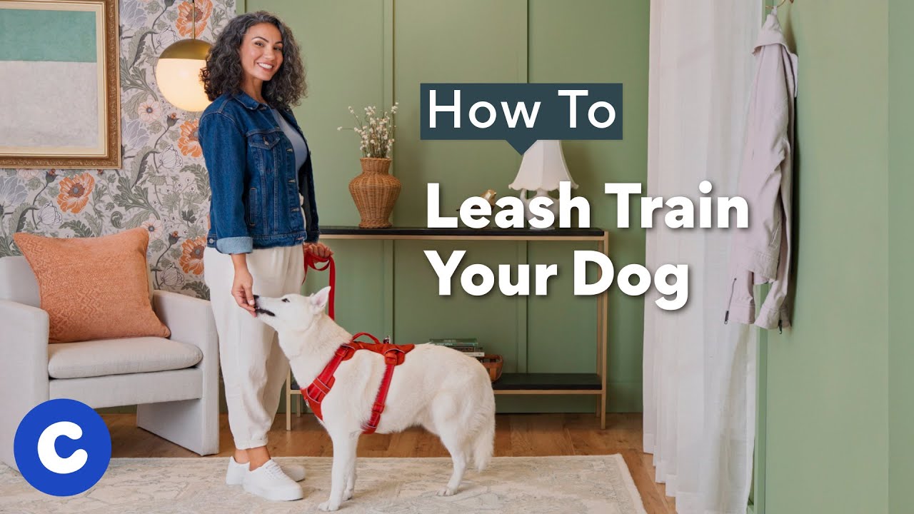 How to Leash Train a Dog A Stepby Step Guide BeChewy
