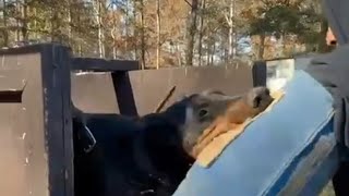 Video preview image #3 Doberman Pinscher Puppy For Sale in FORT LAUDERDALE, FL, USA