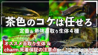 【茶色い苔で困ったら】茶ゴケ除去にオススメな最強生体4種【初心者向け茶ゴケの対策・除去方法】【小型水槽でアクアリウムを始めよう!#4】