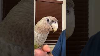 Happy 14 Birthday Truman Cape Parrot #bird #love