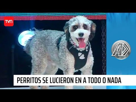 Adorables perritos demostraron su talento en el bowling  | A todo o nada