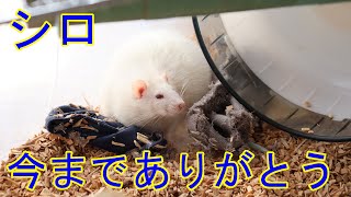 シロが息を引き取りました