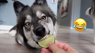 My Husky Reacts to Trying Lime!