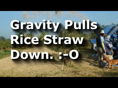 Rice Seed Separation From Rice Straw (Rice Season 2020 Thailand)
