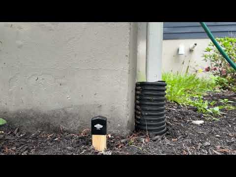 Straight Line of Ants on Side of Home in...