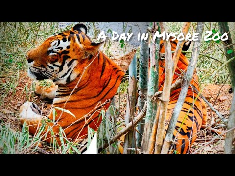 A Day at Mysuru Zoo | Mysore Zoo Full view - Part 1 | Chamarajendra Zoological Gardens | Karnataka