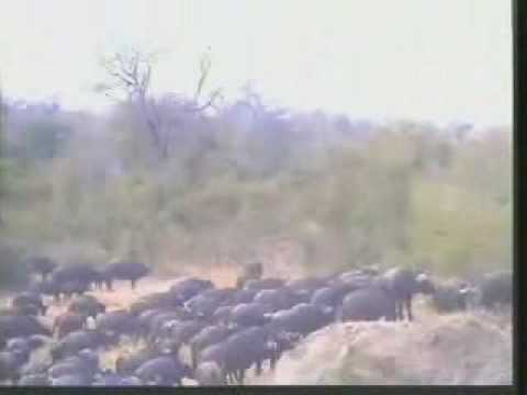 Huge Herd Of Cape Buffalo @ Buffelshoek