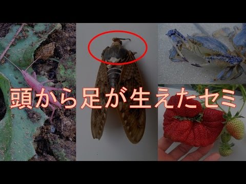 福島事故:研究者らが汚染地域で雑種動物を発見