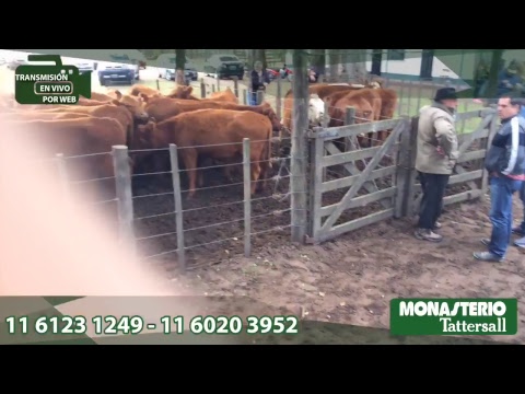 Daireaux - Monasterio-Tattersall