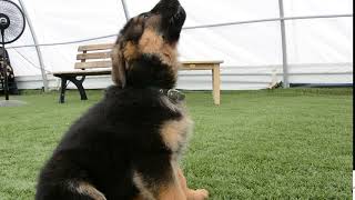 german shepherd puppy howling