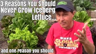 3 Reasons You Should Never Grow Iceberg Lettuce