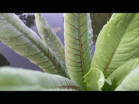 download lagu mp3 mp4 Australian Mustard, download lagu Australian Mustard gratis, unduh video klip Australian Mustard