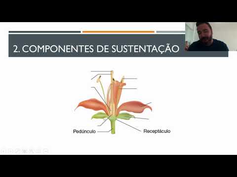 BOTÂNICA AULA 7 -  DA FLOR AO FRUTO PARTE 1