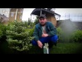Подкормка хвойных растений Подкормка хвойных растений