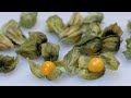 How To Eat Goldenberry What Does A Golden Berry Taste Like Cape Gooseberry