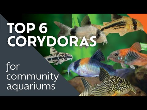 Najlepších 6 druhov Corydoras — vrátane pandy
