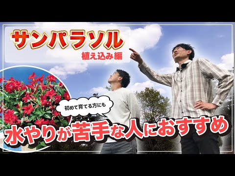 園芸 ナポリのサントリーナ