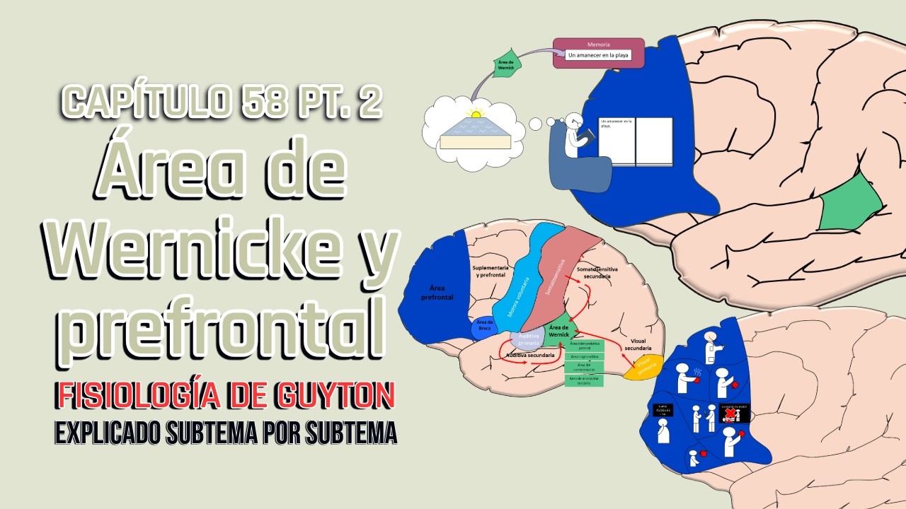 CAP 58 2/5: Área de Wernicke y el área prefrontal