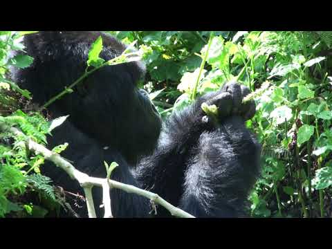 Silverback Mountain Gorilla delicately peels and eats thistle roots, Volcanoes National Park, Rwanda