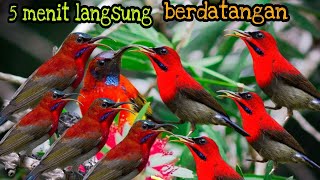 Download lagu SUARA PIKAT BURUNG SEPAH RAJA 5 MENIT LANGSUNG BER... mp3