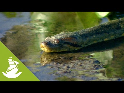 An anaconda approaches its prey