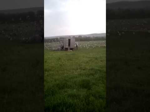 Asuaju de Sus 1 2017