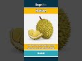 durian - a large, spiky fruit that... video thumbnail