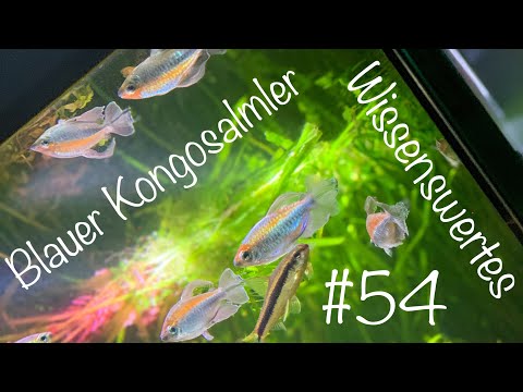 Der Blauen Kongosalmler | Wissenswertes #54