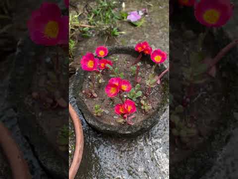 Flower Gardening at Home | Growing Multiple Flowers | #cinematic #edit #nature  #rain