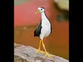 Best Birds Series Episode 3 White Breasted Waterhen Bestbirds Series Epi3 Royalqueen Birds