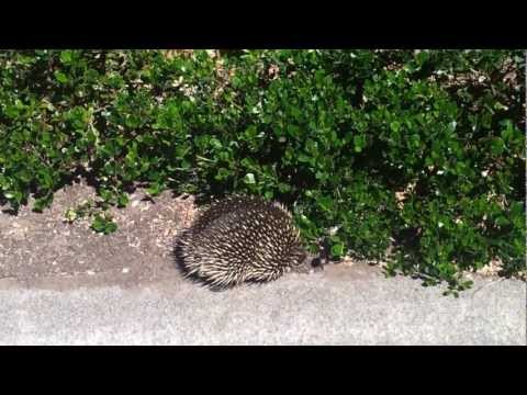 Today an Echidna walked up my street