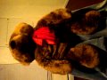 Laughing Bear