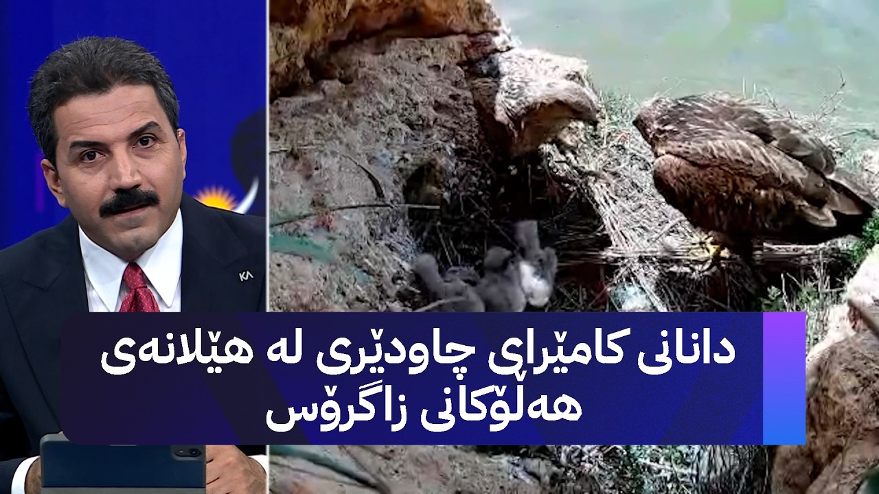 ڤیدیۆ | دانانی کامێرای چاودێری لە هێلانەی هەڵۆکانی زاگرۆس