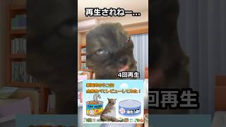 YouTube始めてみたけど無理ゲー #猫マニ #猫ミーム
