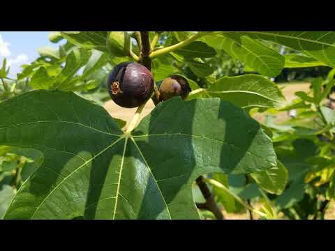 RONDE DE BORDEAUX! My Earliest Main Crop Fig! In Time For The Fireworks!