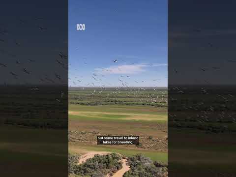 Qld floods allow Channel Country to spring to life | ABC NEWS